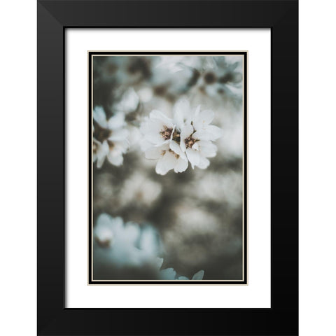 Almond Blossoms Black Modern Wood Framed Art Print with Double Matting by Mossholder, Tim