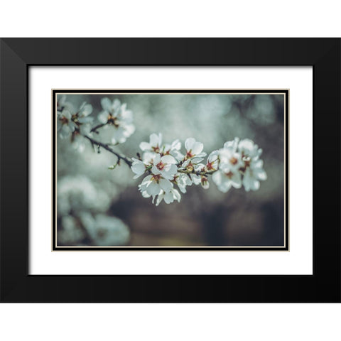 Almond Blossoms Black Modern Wood Framed Art Print with Double Matting by Mossholder, Tim