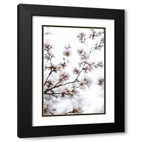 Almond Blossoms Black Modern Wood Framed Art Print with Double Matting by Mossholder, Tim