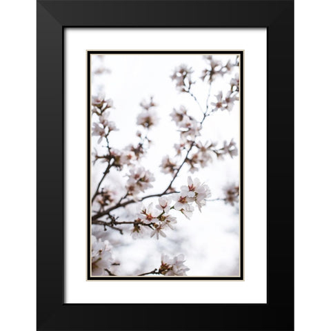 Almond Blossoms Black Modern Wood Framed Art Print with Double Matting by Mossholder, Tim