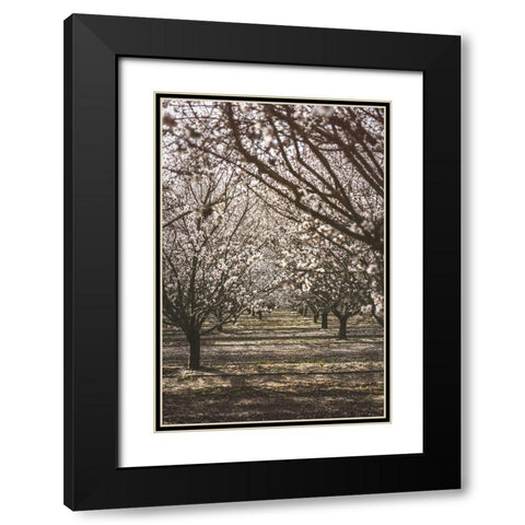 Almond Orchard Black Modern Wood Framed Art Print with Double Matting by Mossholder, Tim