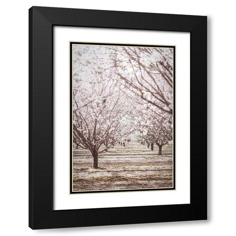 Almond Orchard Black Modern Wood Framed Art Print with Double Matting by Mossholder, Tim