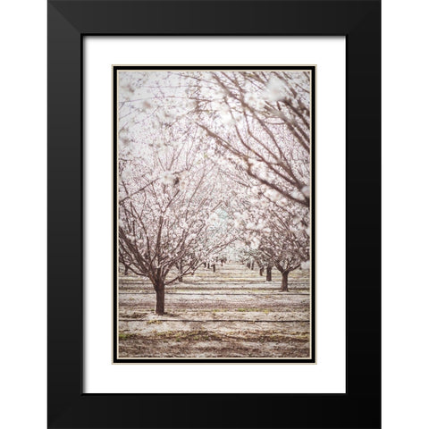 Almond Orchard Black Modern Wood Framed Art Print with Double Matting by Mossholder, Tim