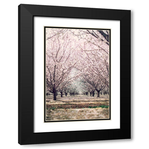 Almond Orchard Black Modern Wood Framed Art Print with Double Matting by Mossholder, Tim