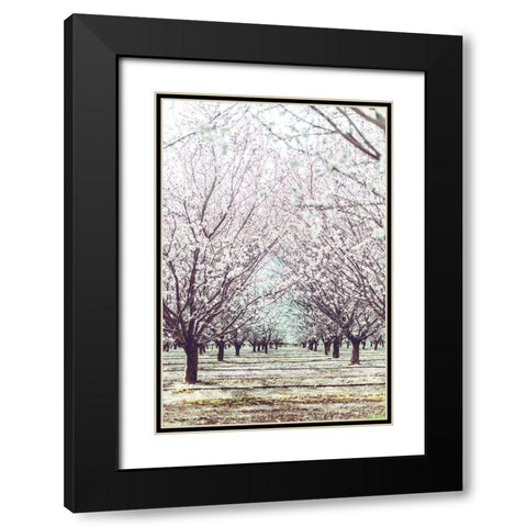 Almond Orchard Black Modern Wood Framed Art Print with Double Matting by Mossholder, Tim