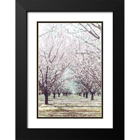 Almond Orchard Black Modern Wood Framed Art Print with Double Matting by Mossholder, Tim