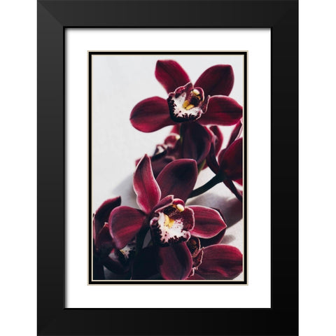 Velvet Orchid Black Modern Wood Framed Art Print with Double Matting by Sawall, Anastasia