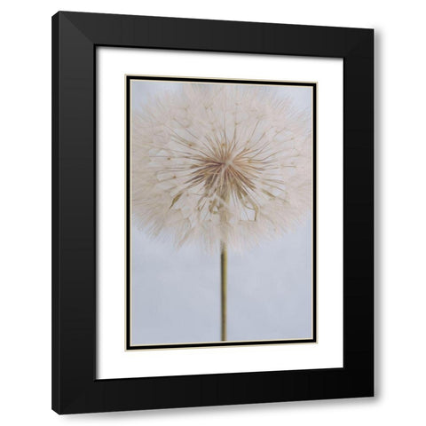 Delicate Dandelion Black Modern Wood Framed Art Print with Double Matting by Sawall, Anastasia