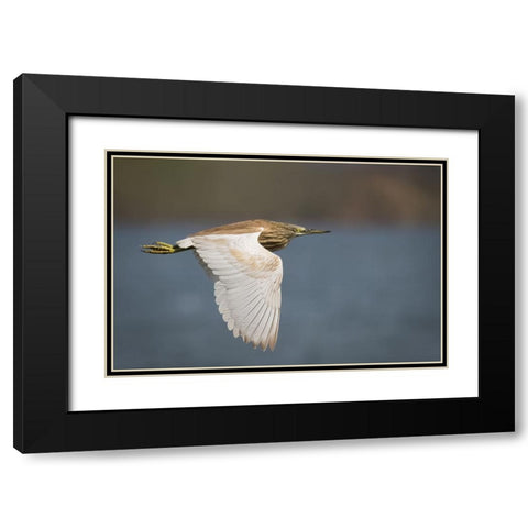Wings Black Modern Wood Framed Art Print with Double Matting by Zaeitar, Ahmed
