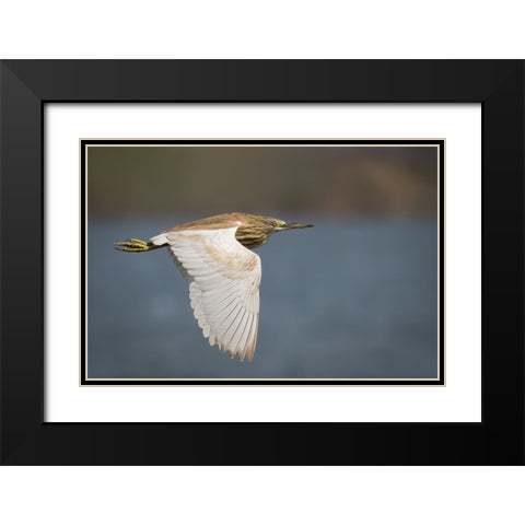 Wings Black Modern Wood Framed Art Print with Double Matting by Zaeitar, Ahmed