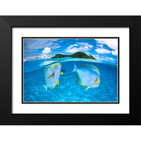 Dussumiers surgeonfish Black Modern Wood Framed Art Print with Double Matting by Gabriel, Barathieu