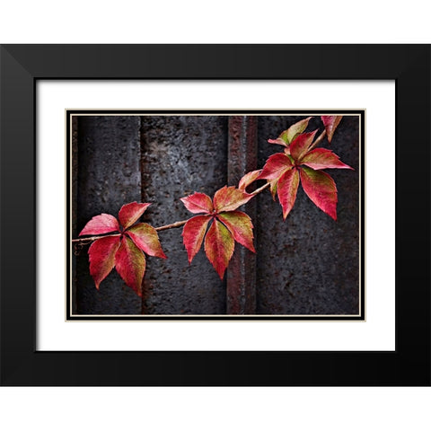 Fall Colors Black Modern Wood Framed Art Print with Double Matting by Del Santo, Francesco