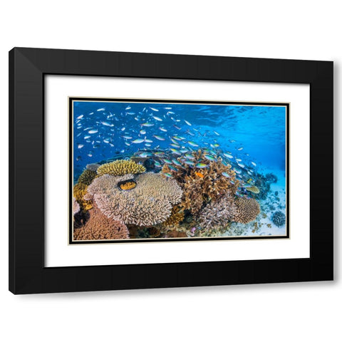 Maji Islet Reef Black Modern Wood Framed Art Print with Double Matting by Gabriel, Barathieu