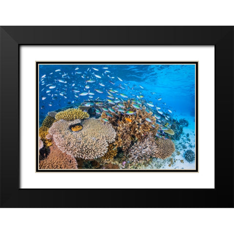 Maji Islet Reef Black Modern Wood Framed Art Print with Double Matting by Gabriel, Barathieu