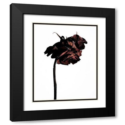 Dried Flower Black Modern Wood Framed Art Print with Double Matting by Miyake, Shiro