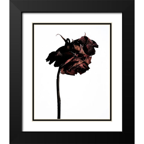 Dried Flower Black Modern Wood Framed Art Print with Double Matting by Miyake, Shiro