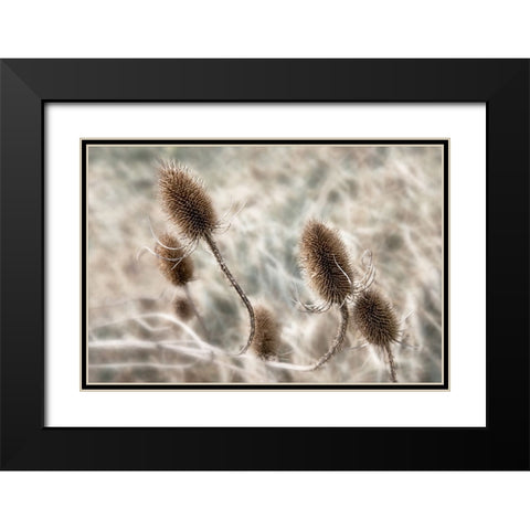 Do not touch me... Black Modern Wood Framed Art Print with Double Matting by Claes, Gilbert