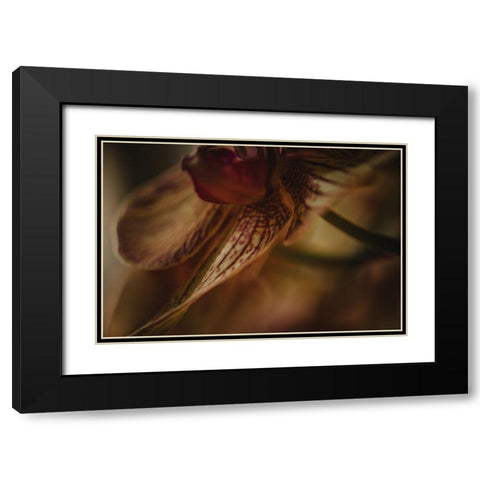 Botanical Series - Orchid 1/2 Black Modern Wood Framed Art Print with Double Matting by Elijas, Eva