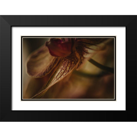 Botanical Series - Orchid 1/2 Black Modern Wood Framed Art Print with Double Matting by Elijas, Eva