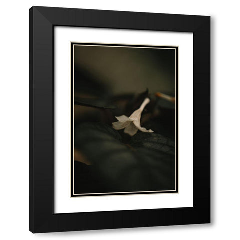 Botanical Series - White Blossom Black Modern Wood Framed Art Print with Double Matting by Elijas, Eva