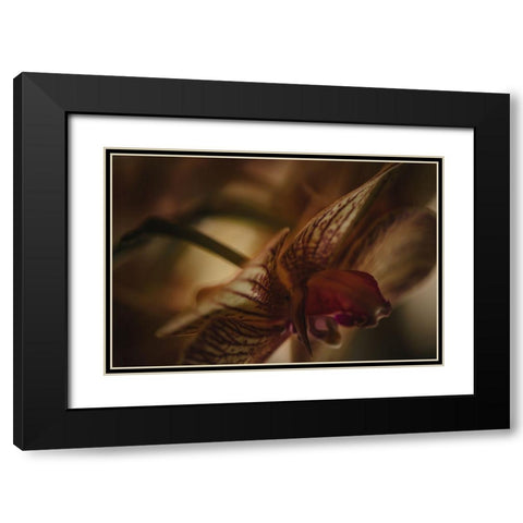 Botanical Series - Orchid 2/2 Black Modern Wood Framed Art Print with Double Matting by Elijas, Eva