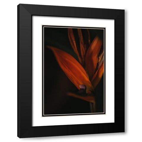 Botanical Series - Bird of Paradise Flower Black Modern Wood Framed Art Print with Double Matting by Elijas, Eva