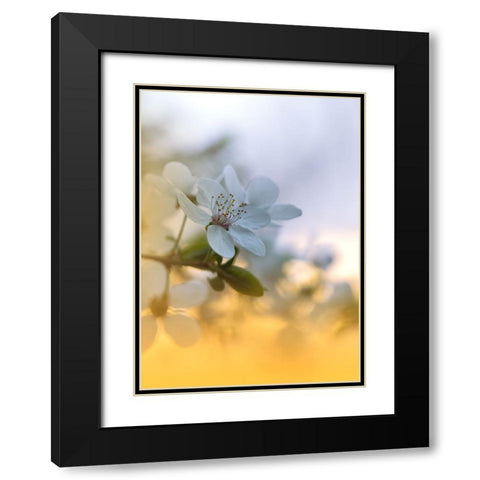 Spring Melody...II Black Modern Wood Framed Art Print with Double Matting by Nan, Juliana