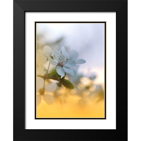 Spring Melody...II Black Modern Wood Framed Art Print with Double Matting by Nan, Juliana