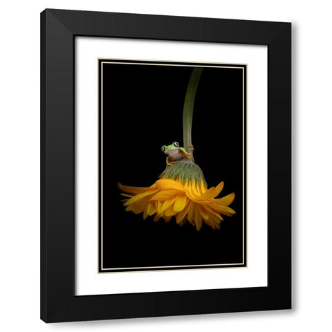 The Lemur Tree Frog and the Gerbera Black Modern Wood Framed Art Print with Double Matting by D Lester, Linda