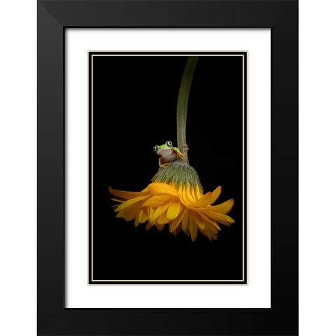 The Lemur Tree Frog and the Gerbera Black Modern Wood Framed Art Print with Double Matting by D Lester, Linda