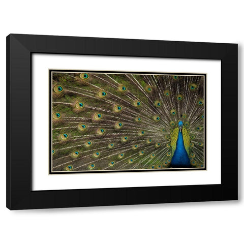Wild Beauty Black Modern Wood Framed Art Print with Double Matting by Hunt, Debbie