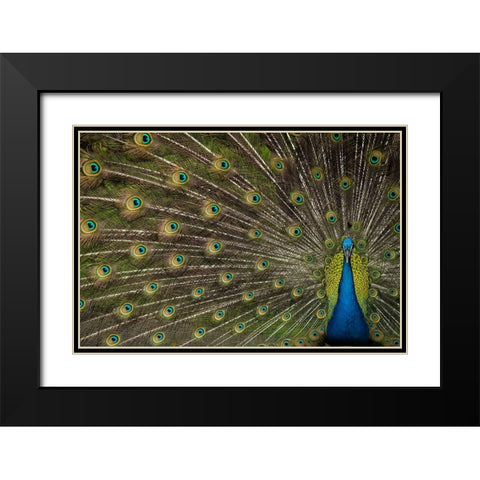 Wild Beauty Black Modern Wood Framed Art Print with Double Matting by Hunt, Debbie