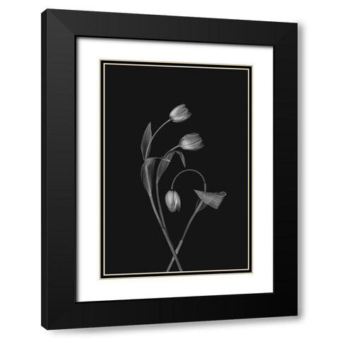 Bending Tulips Black Modern Wood Framed Art Print with Double Matting by Jacobs, Lydia