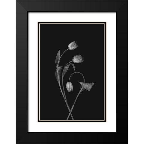 Bending Tulips Black Modern Wood Framed Art Print with Double Matting by Jacobs, Lydia
