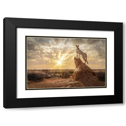 SundownCheetah Black Modern Wood Framed Art Print with Double Matting by Egger, Marcel