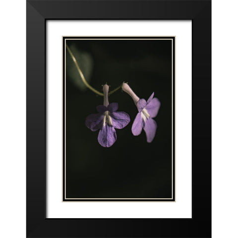 Botanical Series - Purple Flowers Black Modern Wood Framed Art Print with Double Matting by Elijas, Eva