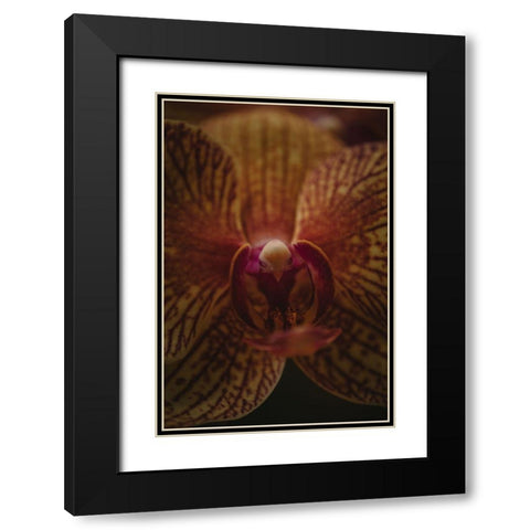 Botanical Series - Orchid Up Close a Personal Black Modern Wood Framed Art Print with Double Matting by Elijas, Eva