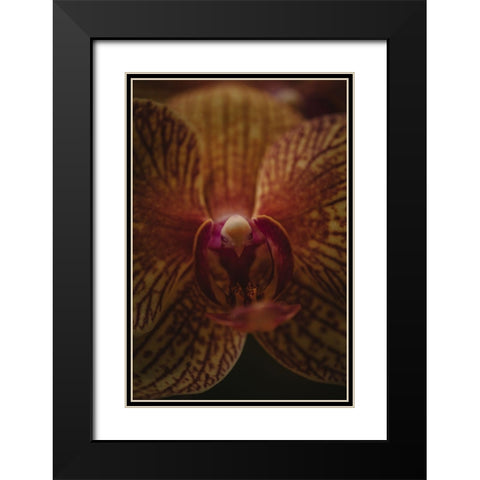 Botanical Series - Orchid Up Close a Personal Black Modern Wood Framed Art Print with Double Matting by Elijas, Eva