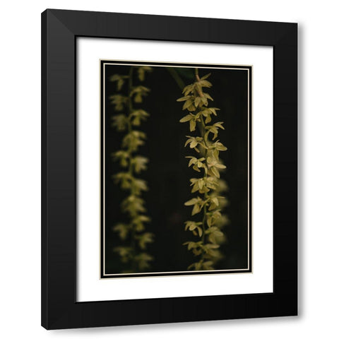 Botanical Series - Small Yellow Blossoms Black Modern Wood Framed Art Print with Double Matting by Elijas, Eva
