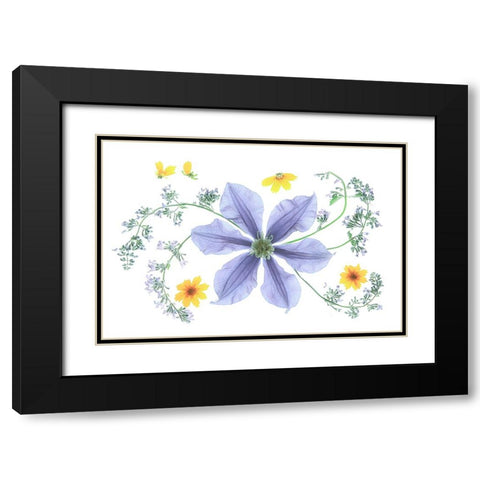 Blue Clematis Black Modern Wood Framed Art Print with Double Matting by Zhou, Fangping
