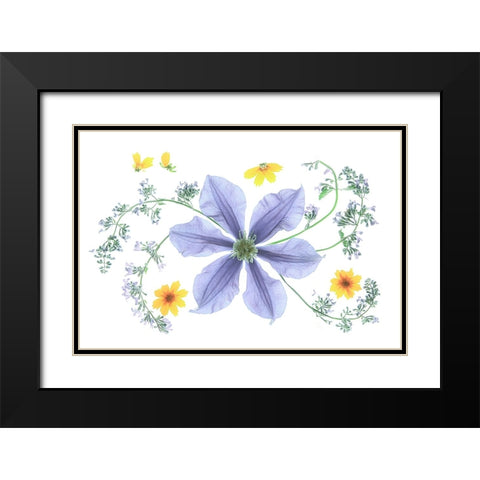 Blue Clematis Black Modern Wood Framed Art Print with Double Matting by Zhou, Fangping