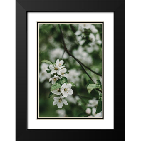 Spring Series - Apple Blossoms in the Rain 3/12 Black Modern Wood Framed Art Print with Double Matting by Elijas, Eva
