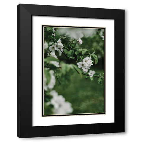 Spring Series - Apple Blossoms in the Rain 6/12 Black Modern Wood Framed Art Print with Double Matting by Elijas, Eva