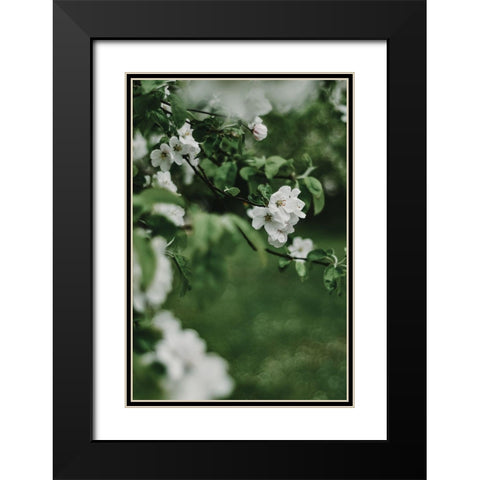 Spring Series - Apple Blossoms in the Rain 6/12 Black Modern Wood Framed Art Print with Double Matting by Elijas, Eva