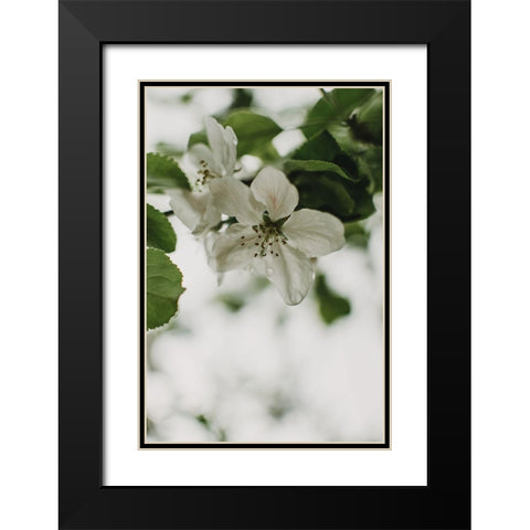 Spring Series - Apple Blossoms in the Rain 9/12 Black Modern Wood Framed Art Print with Double Matting by Elijas, Eva