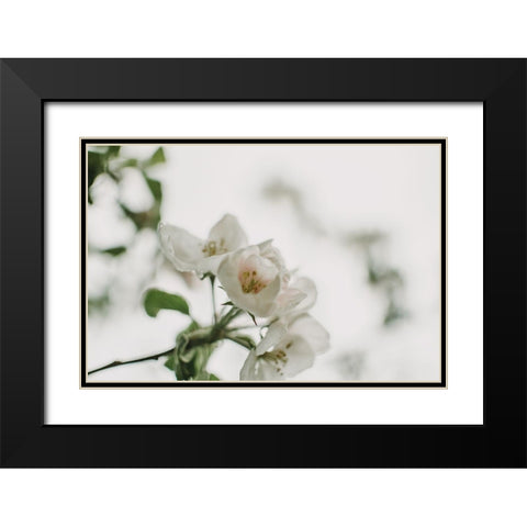 Spring Series - Apple Blossoms in the Rain 12/12 Black Modern Wood Framed Art Print with Double Matting by Elijas, Eva