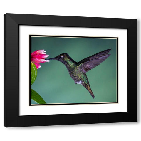 Costa Rican Hummingbird Black Modern Wood Framed Art Print with Double Matting by Theil, Melissa