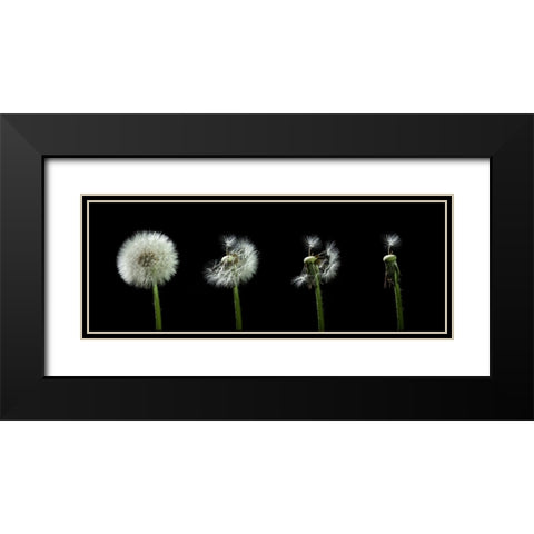 dandelion flower sequenz Black Modern Wood Framed Art Print with Double Matting by Alicke, Bjoern