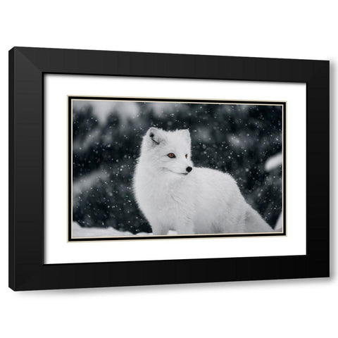 Artic Fox Black Modern Wood Framed Art Print with Double Matting by Bjorndal Srisoi, Geir