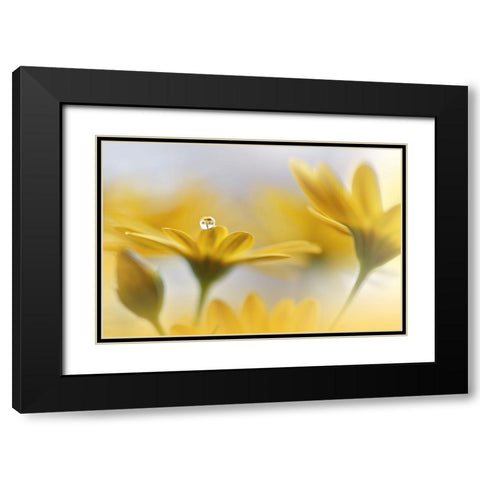 Summer Melody.. Black Modern Wood Framed Art Print with Double Matting by Nan, Juliana